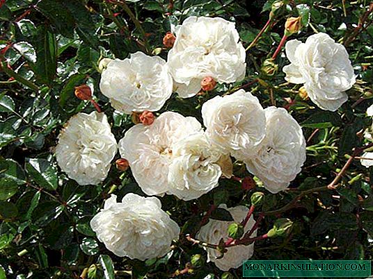 Rosa Swany - description and characteristics of the variety