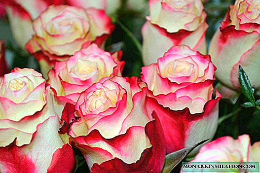 Rosa Sweetness (Sweetness) - una descripción del arbusto varietal