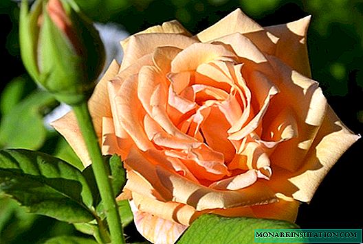 Rosa Talea (Talea) - fitur dan karakteristik bunga
