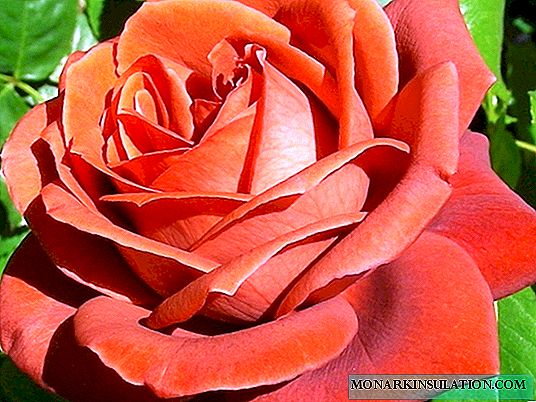 Rosa terracota - Descripción de la variedad híbrida de té