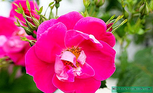 Rose William Baffin - Descripciones de la variedad