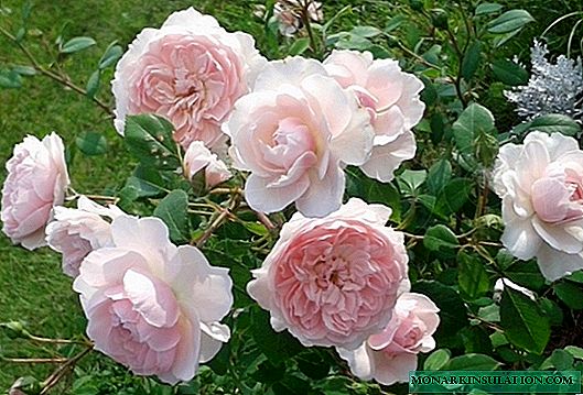 Rosa Weasley (Wisley) - penerangan pokok semak varietas
