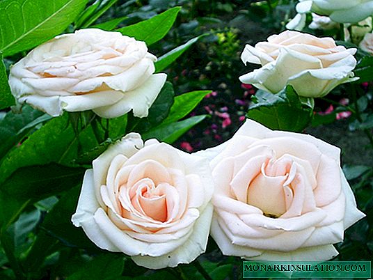 Роза Версилия (Versilia) - описание кустового сорта