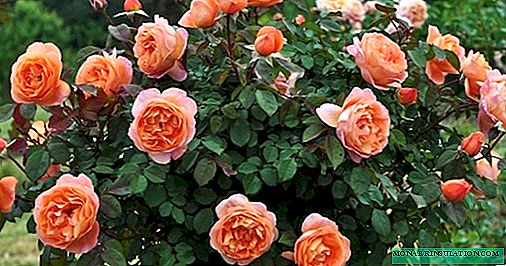 Роза Вестерленд (Westerland) - описание полуплетистого сорта