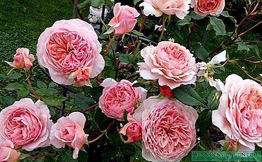 Rosa William Morris - ลักษณะทางวัฒนธรรม