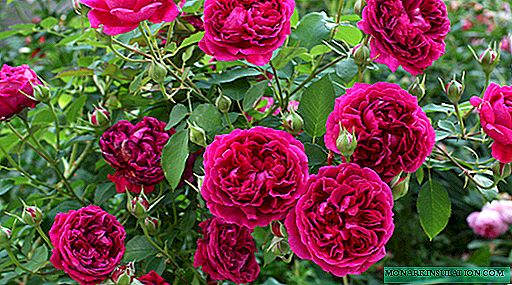 Rosa William Shakespeare (William Shakespeare) - Χαρακτηριστικά της ποικιλίας θάμνος