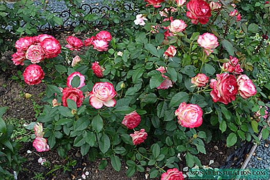 Rose Jubilee Prince de Monaco - jaký druh odrůdy to je