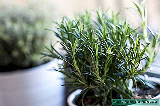 Rosemary: growing and caring at home