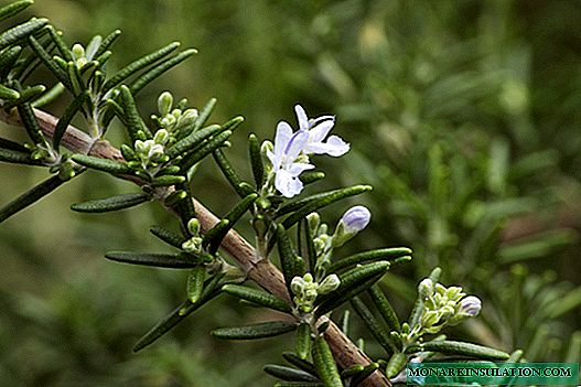 Rosemary - growing in an apartment, care
