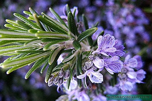 Rosemary - outdoor cultivation