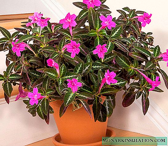 Ruellia - home care and flowering options