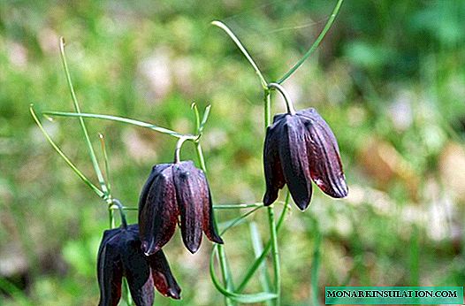 Grouse Russian: what a flower looks like