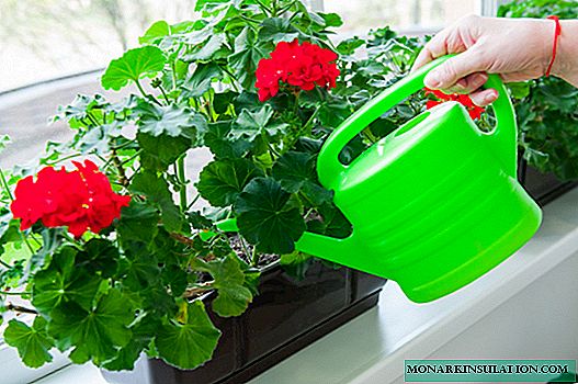 Perennial garden geranium - planting and care