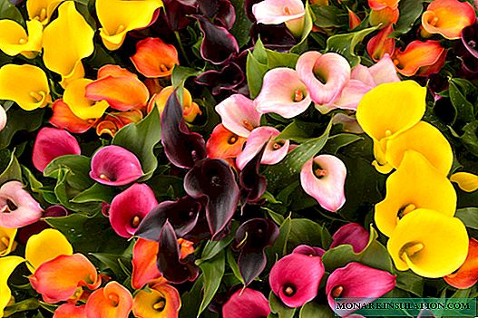 Garden Calla Lilies - Plantación y cuidado al aire libre