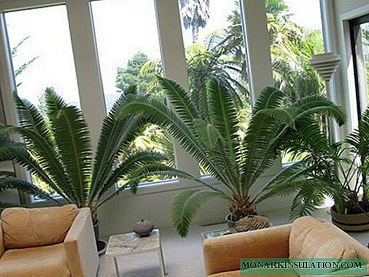 Saga palm Cycas - cuidado en el hogar