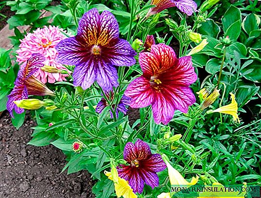 Salpiglossis - the cultivation of superbissim and notched species