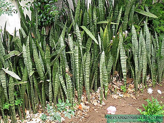 Sansevieria - home care and reproduction