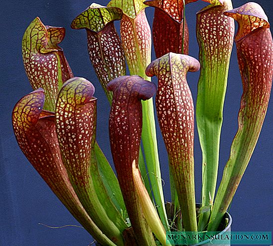 Sarracenia purpurea-식물 관리 방법