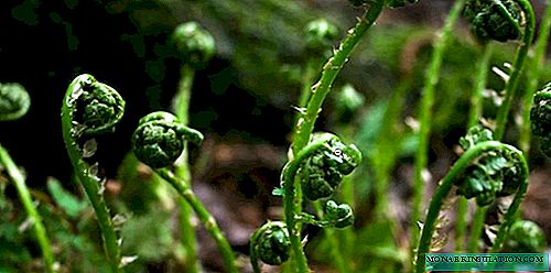 Edible bracken fern - how it looks and where it grows