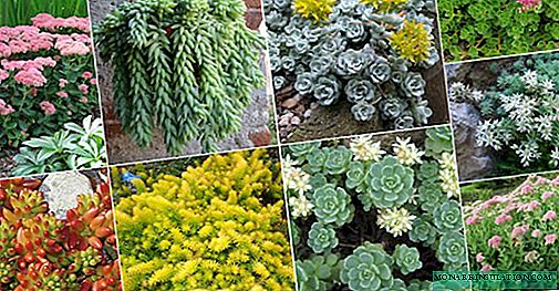 Sedum: planting and care in the open ground or at home