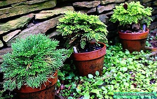 Selaginella scaly: home care and main types