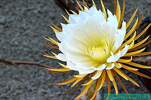 Large-flowered Selenicereus - home care