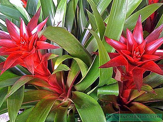 Bromeliad family - tillandsia, pineapple, bromeliad and others