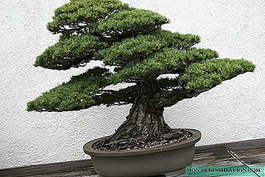 Sementes de bonsai - cultivo em casa