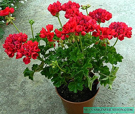 Geranium seeds - how they look and how to sow them for seedlings