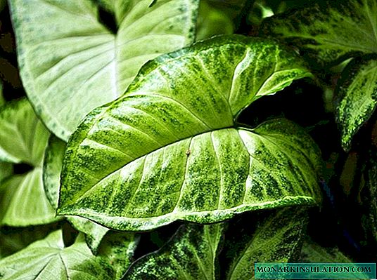 Syngonium - home care and reproduction
