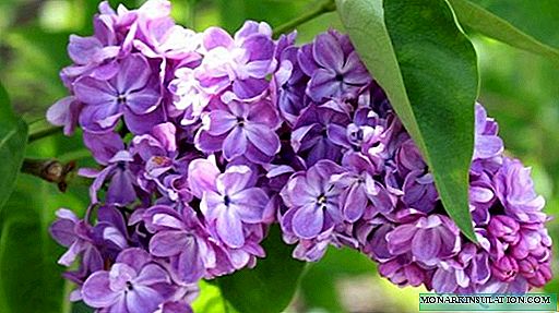 Le lilas est-il un arbuste ou un arbre? Comment faire pousser du lilas à la maison