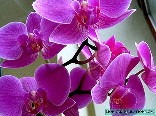 How much the orchid blooms - care rules