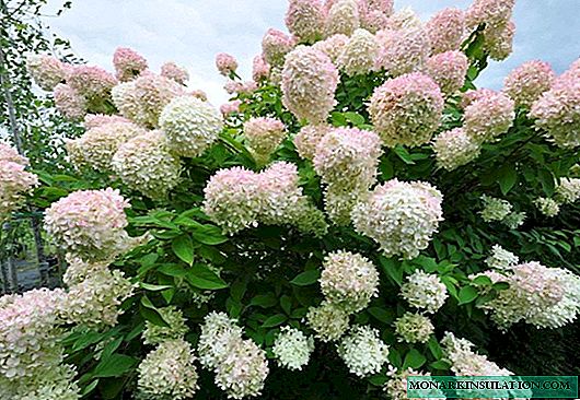 Sorten von Hortensien und ihre Arten für russische Gärten