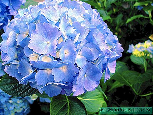 Hydrangea varieties are new, hybrid, for shady places, low