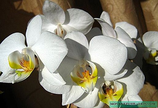 Sorten und Arten von Orchideen - Beschreibung und Pflege