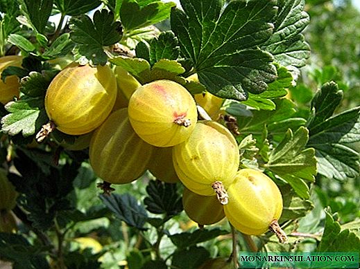 Gooseberry varieties: a description of the best types of red, yellow, green