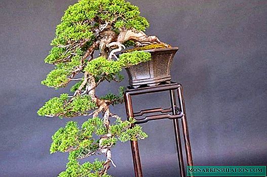 Bricolaje pino bonsai en el jardín