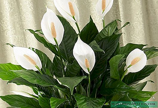 Spathiphyllum - leaves blacken around the edges, what to do