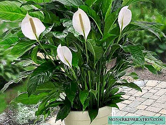 Spathiphyllum - pemindahan bunga di rumah