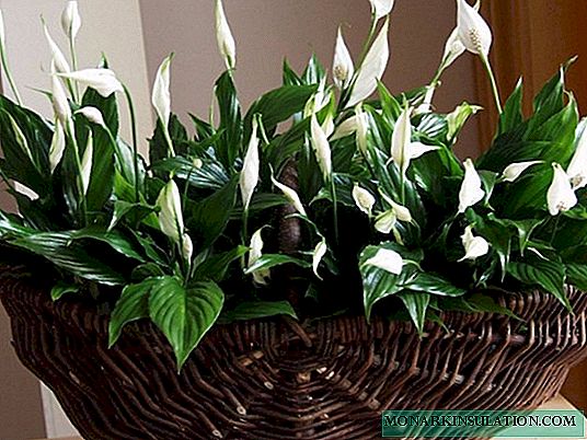 Spathiphyllum Chopin - description of a home flower