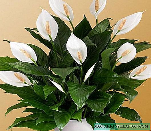 Spathiphyllum - home care, why the tips of the leaves dry