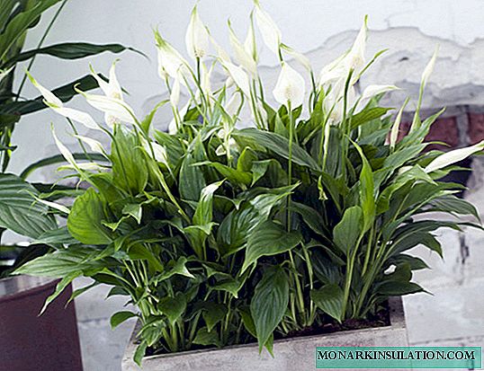 Spathiphyllum - types of flower, a description of how they look