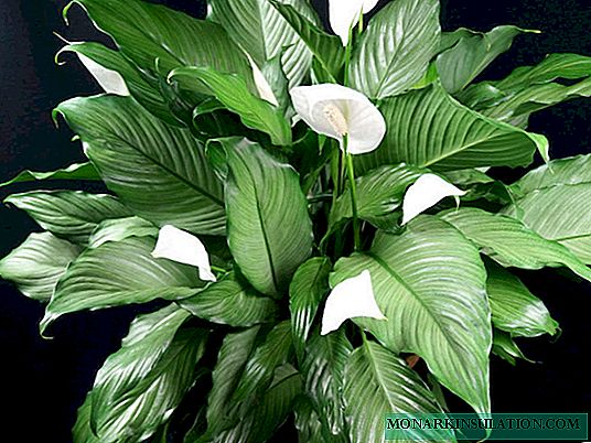 Spathiphyllum - types and varieties, their differences and use in the interior