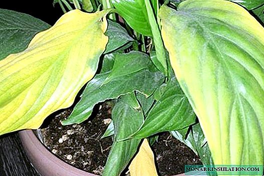 Spathiphyllum - listi porumenijo: vzroki in zdravljenje