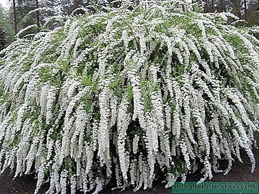 Spirea Grefshame - beschrijving, planten en verzorging