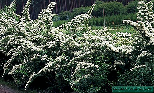 Spirea Nippon - Planting and Care