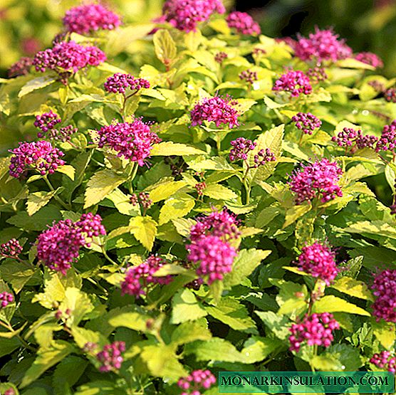 Spirea - planting and care in the open ground