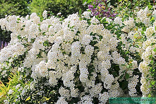Spirea (Spiraea) - أنواع وأصناف مع الزهور البيضاء والوردي