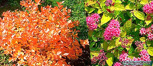 Japanese and gray spirea - description, planting and care