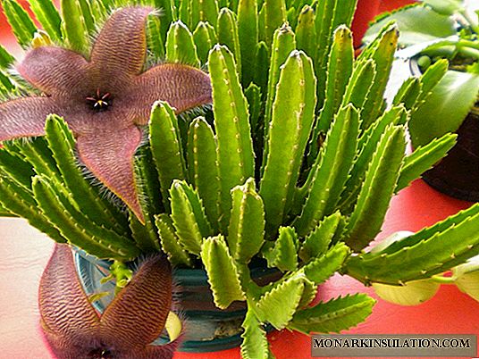 Stapelia flower: examples of propagation by cuttings and care at home